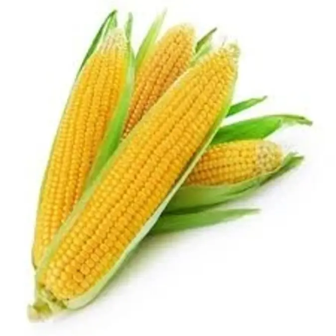 Fresh Sweet Corn 500G